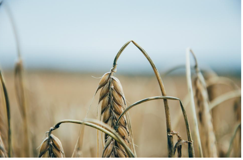 The Signs of the Sorrows